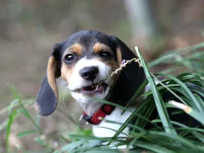 Beagle pinscher mix