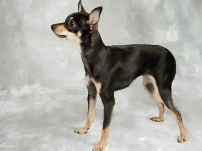 COMO ES PINSCHER MINIATURA