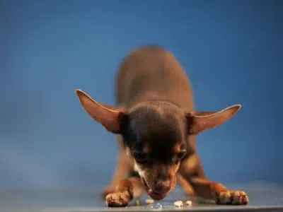 alimentacion del pinscher mini