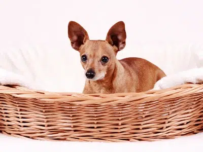 cesta mimbre para perro pequeño