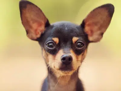 como es un pinscher miniatura