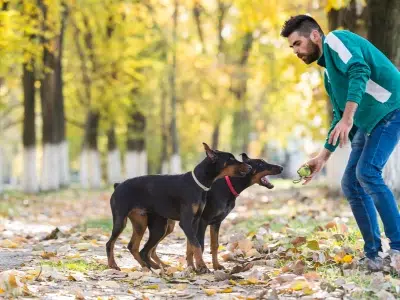 entrenar a tu mini pinscher