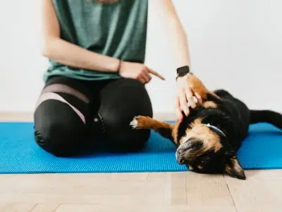 entrenar a un pinscher miniatura