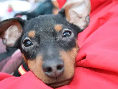 mini pin dog