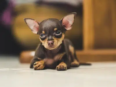 mini pincher 2 meses