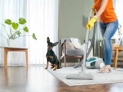 mini pinscher suelta pelo