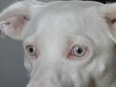ojos de perro albino