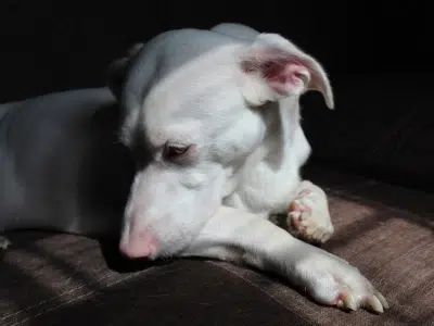 perro albino