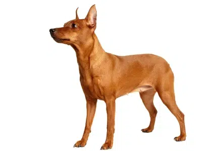 pincher canela