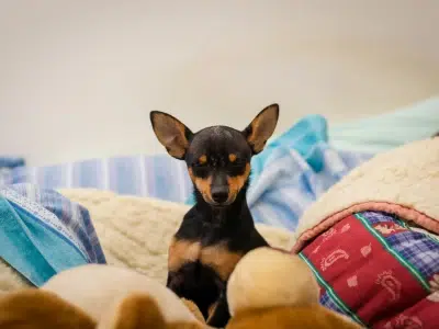 pinscher como mascota
