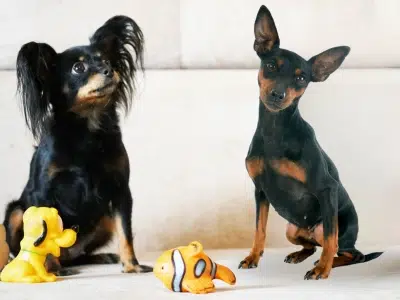pinscher miniatura vs russian toy terrier diferencias