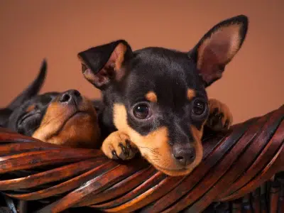 que come un cachorro pinscher