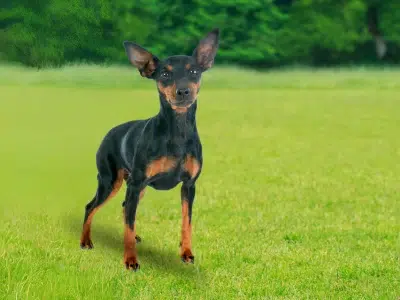 reconocer a un pinscher autentico