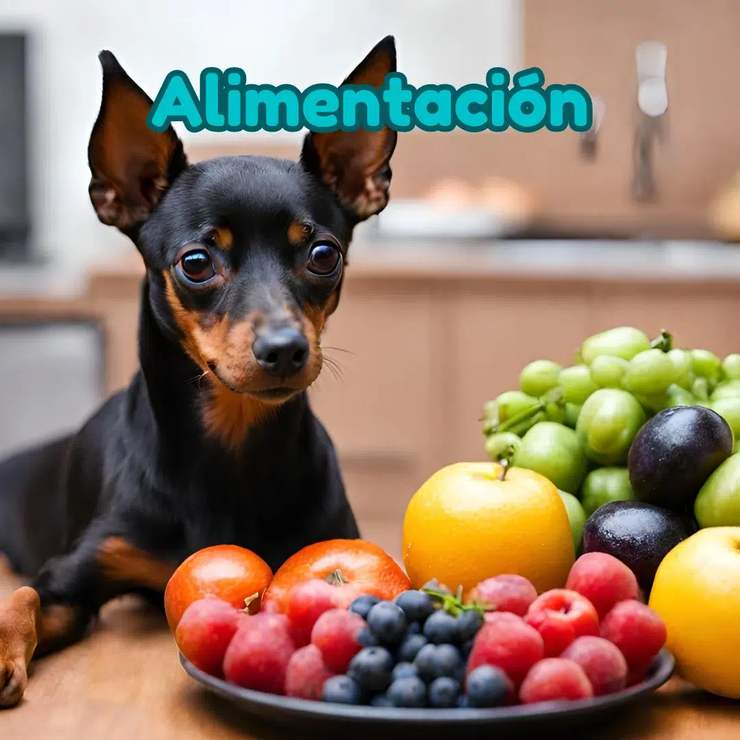 categoria alimentacion