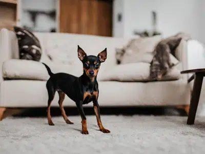 escalones para perros pinscher
