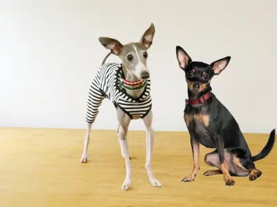 pinscher miniatura vs galgo italiano
