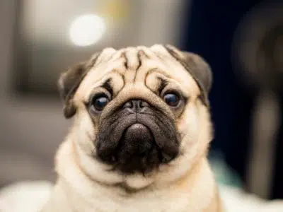 pug perro pequeño chino